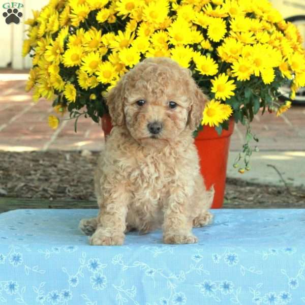 Randy, Miniature Poodle Puppy