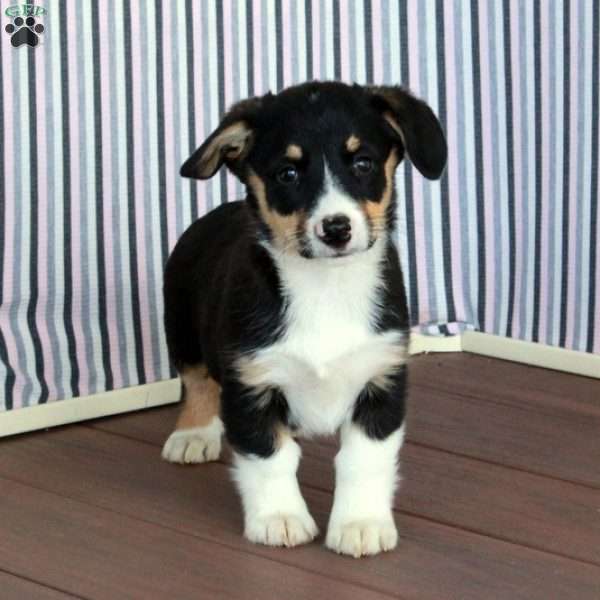 Randy, Pembroke Welsh Corgi Puppy