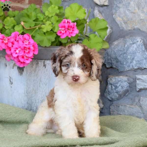 Randy, Cockapoo Puppy