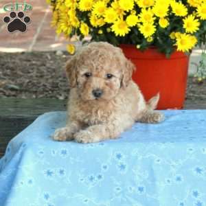 Randy, Miniature Poodle Puppy
