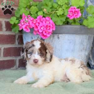 Randy, Cockapoo Puppy