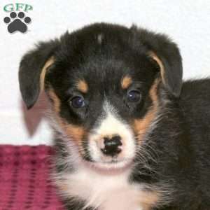 Randy, Pembroke Welsh Corgi Puppy