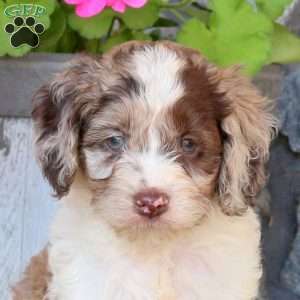 Randy, Cockapoo Puppy