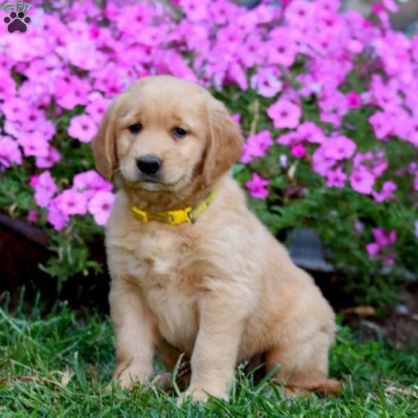 Randy, Golden Retriever Puppy