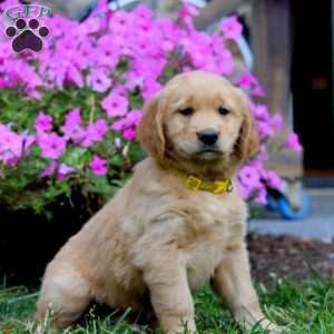 Randy, Golden Retriever Puppy