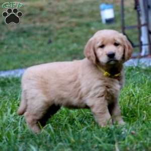Randy, Golden Retriever Puppy