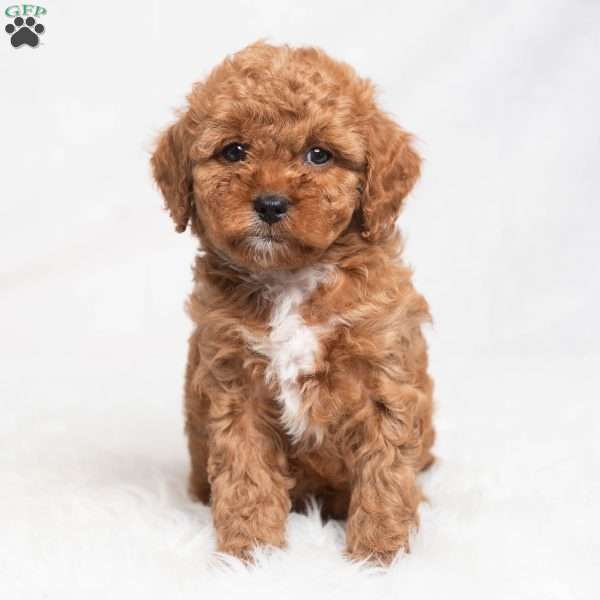 Ranger, Cavapoo Puppy