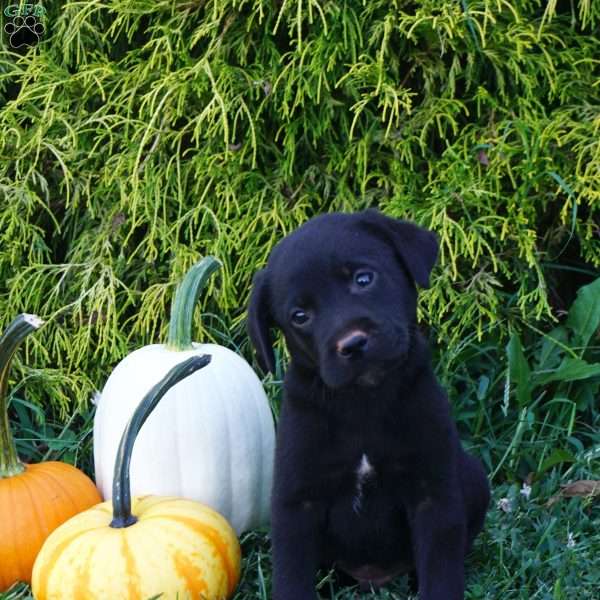 Ranger, Black Labrador Retriever Puppy