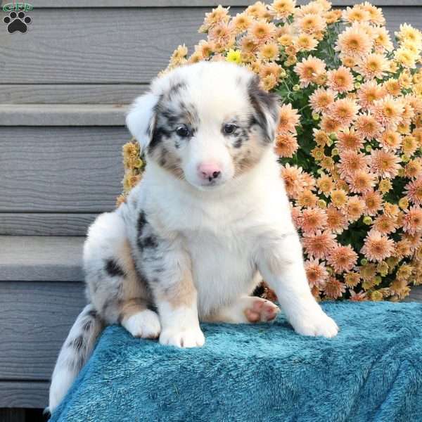 Rangler, Australian Shepherd Puppy