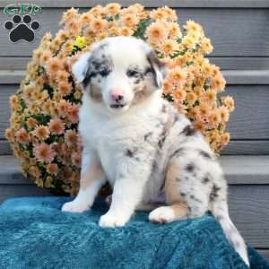 Rangler, Australian Shepherd Puppy