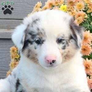 Rangler, Australian Shepherd Puppy