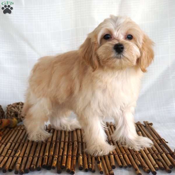 Rascal, Maltipoo Puppy