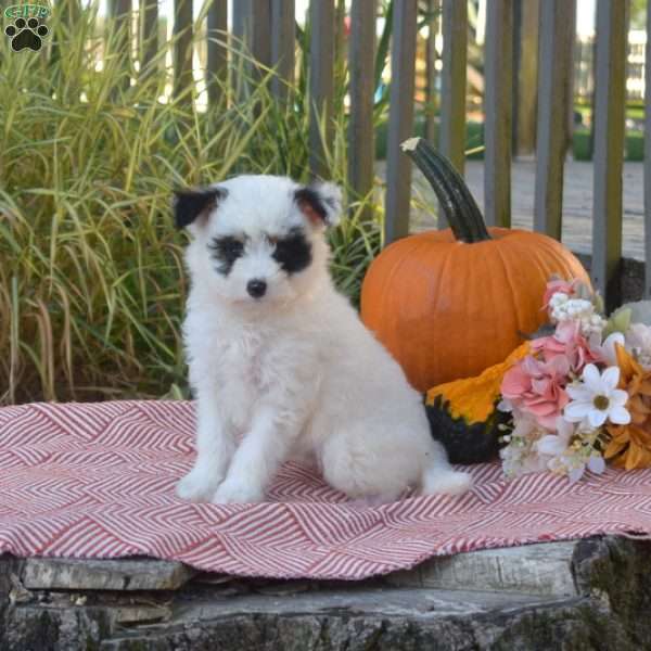 Raven, Pomeranian Mix Puppy
