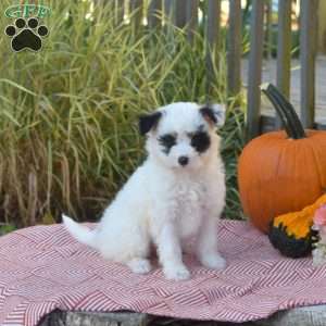Raven, Pomeranian Mix Puppy