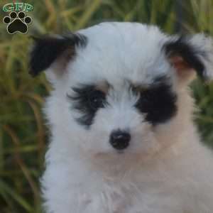 Raven, Pomeranian Mix Puppy