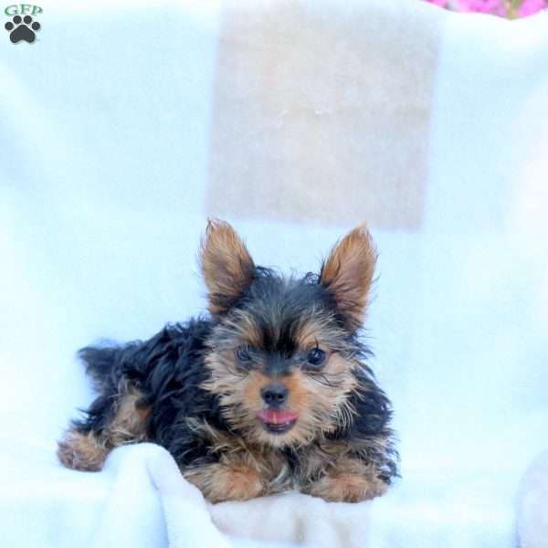 Ray, Yorkie Puppy