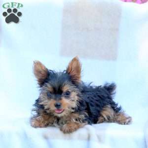 Ray, Yorkie Puppy