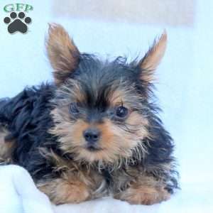 Ray, Yorkie Puppy