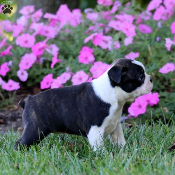 Ray, Boston Terrier Puppy