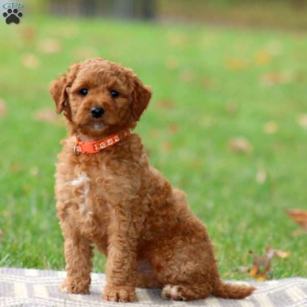 Ray, Goldendoodle Puppy