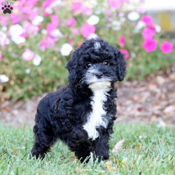 Rayna, Cockapoo Puppy