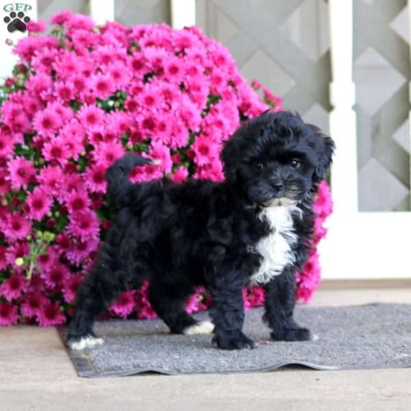 Rayna, Shih-Poo Puppy