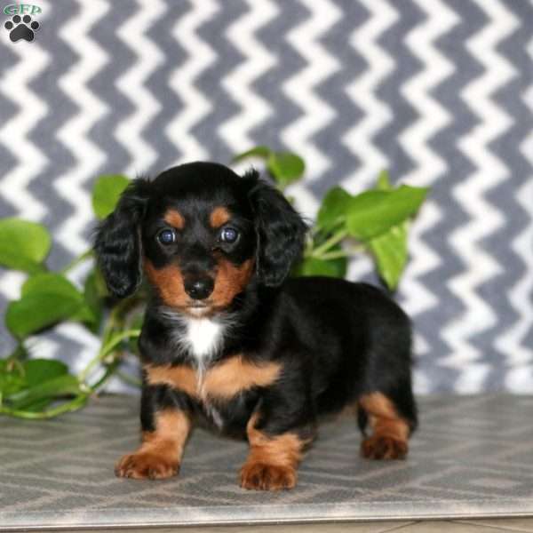 Rayna – Mini, Dachshund Puppy