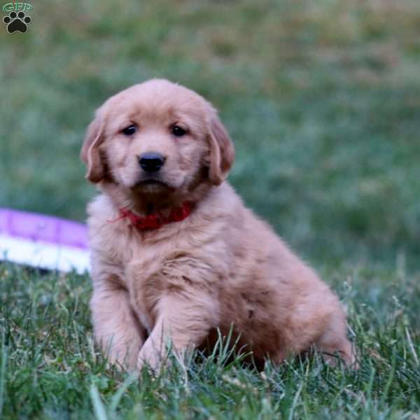 Rayna, Golden Retriever Puppy