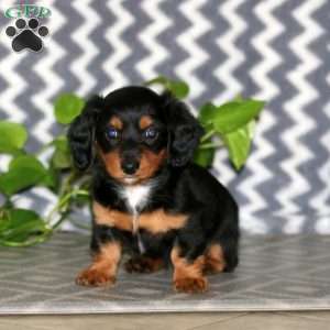Rayna – Mini, Dachshund Puppy