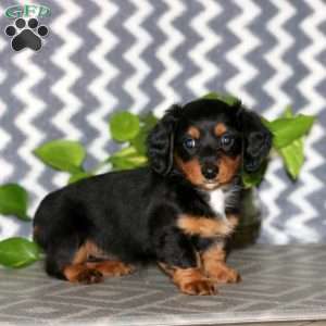 Rayna – Mini, Dachshund Puppy