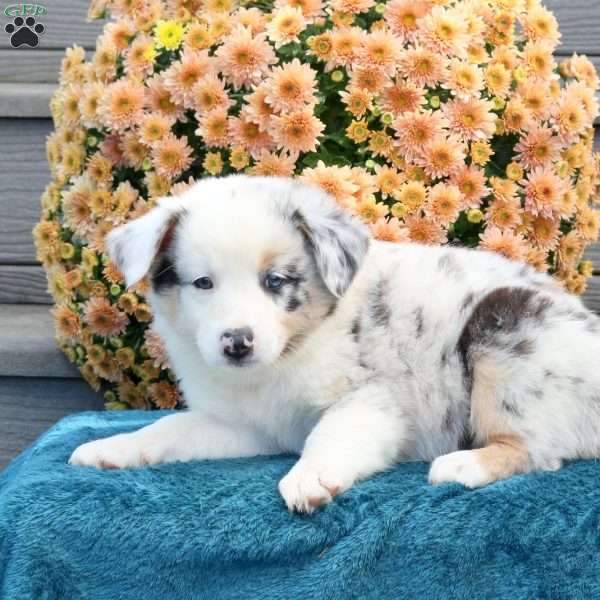 Reba, Australian Shepherd Puppy