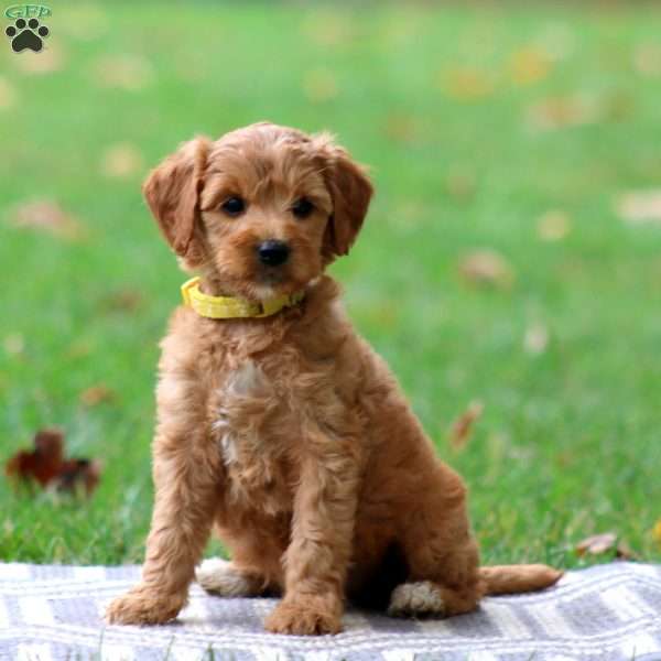 Reba, Goldendoodle Puppy
