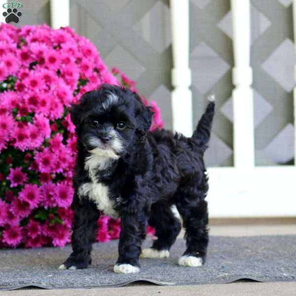 Reba, Shih-Poo Puppy