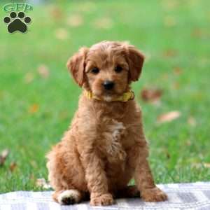 Reba, Goldendoodle Puppy