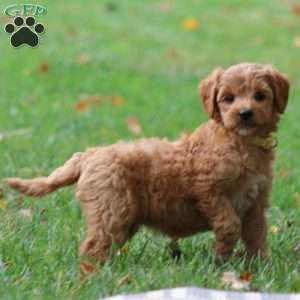 Reba, Goldendoodle Puppy