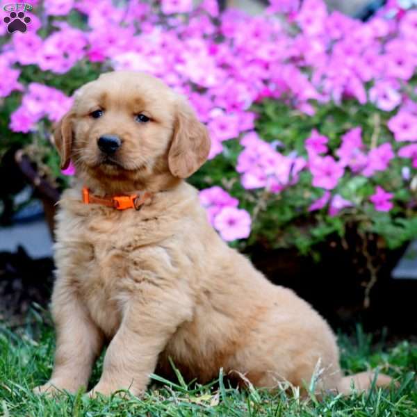 Reece, Golden Retriever Puppy