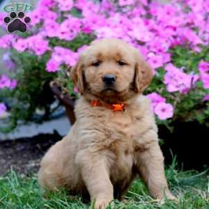 Reece, Golden Retriever Puppy