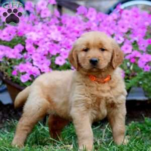 Reece, Golden Retriever Puppy