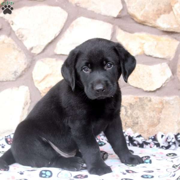 Reed, Black Labrador Retriever Puppy