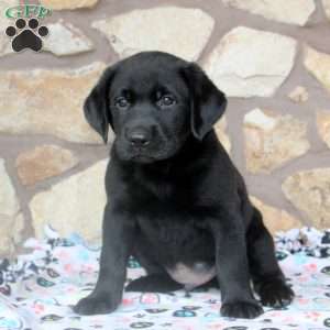 Reed, Black Labrador Retriever Puppy