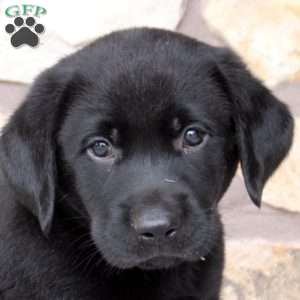 Reed, Black Labrador Retriever Puppy