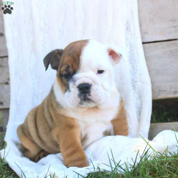 Remi, English Bulldog Puppy