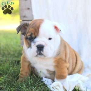 Remi, English Bulldog Puppy