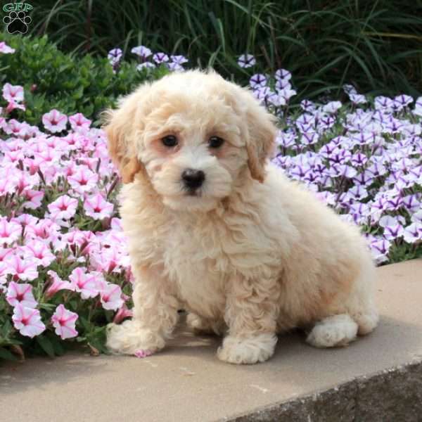 Remy, Bich-Poo Puppy