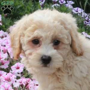 Remy, Bich-Poo Puppy