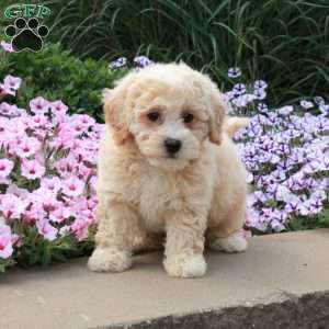 Remy, Bich-Poo Puppy