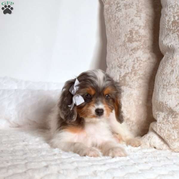 Rex, Cavapoo Puppy