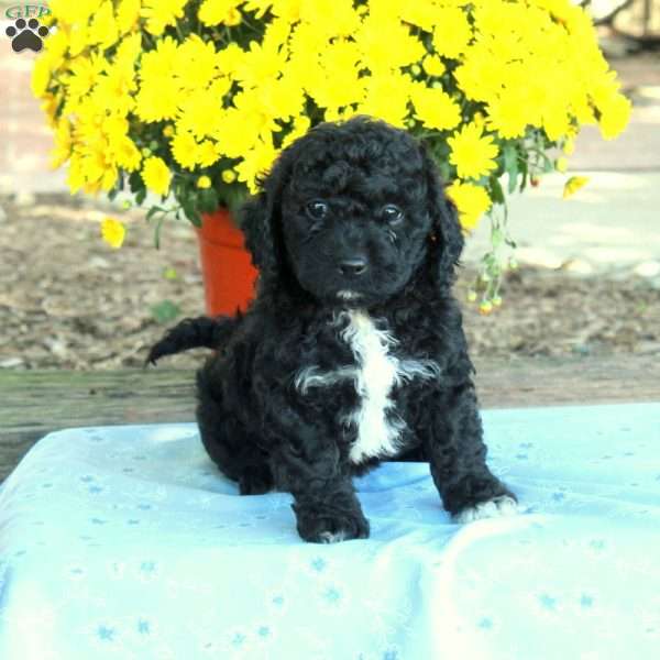 Rex, Miniature Poodle Puppy