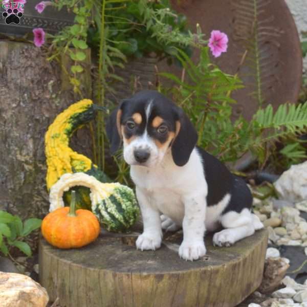 Rex, Jack Russell Mix Puppy
