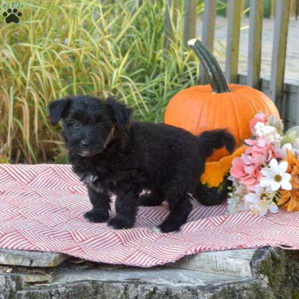 Rex, Pomeranian Mix Puppy